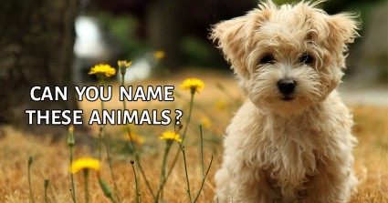 Can You Name These Animals?