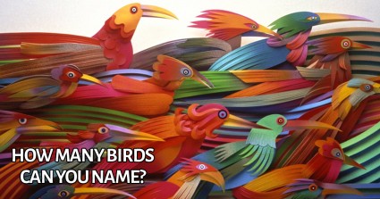 How Many Birds Can You Name? 