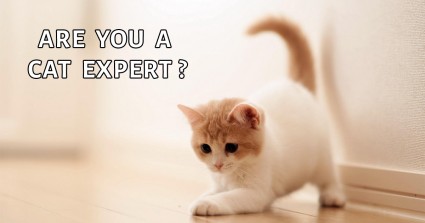 Are You a Cat Expert?