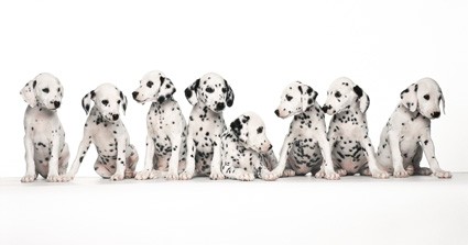 If You Were A Dalmatian, How Many Spots Would You Have?