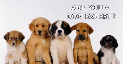 Are You a Dog Expert?
