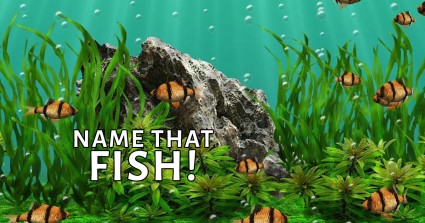 Name That Fish!