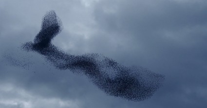 The Hypnotizing Flight Patterns of Starlings