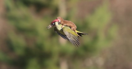 Weasel Takes Magical Ride On Woodpecker’s Back